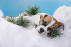 sleeping puppy