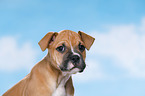 Mongrel Puppy Portrait
