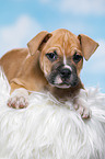 8 weeks old puppy