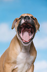 Mongrel Puppy Portrait