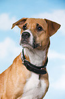 Mongrel Portrait