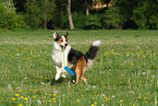 playing Border-Collie-Australian-Shepherd