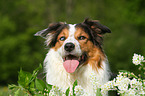 Border-Collie-Australian-Shepherd Portrait