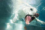 Labrador-Retriever-Shepherd in the water