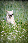 sitting Spitz Mongrel