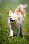 running Spitz Mongrel
