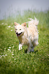 running Spitz Mongrel