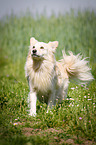 running Spitz Mongrel