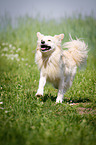 running Spitz Mongrel