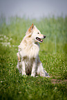 sitting Spitz Mongrel