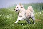 running Spitz Mongrel