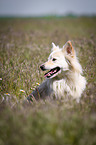 sitting Spitz Mongrel