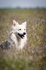 sitting Spitz Mongrel