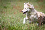 running Spitz Mongrel