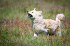 running Spitz Mongrel