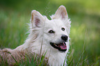 Portrait of a Spitz Mongrel