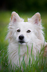 Portrait of a Spitz Mongrel