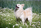 standing Spitz Mongrel