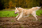 running Spitz Mongrel