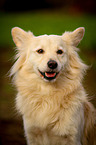 Portrait of a Spitz Mongrel