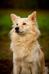 Portrait of a Spitz Mongrel