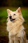 Portrait of a Spitz Mongrel
