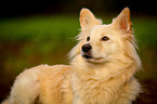 Portrait of a Spitz Mongrel