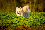 standing Spitz Mongrel