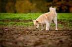 standing Spitz Mongrel