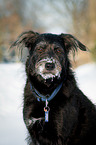 mongrel portrait