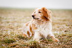lying Cocker-Spaniel-Mongrel