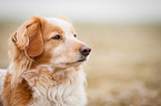 Cocker-Spaniel-Mongrel Portrait