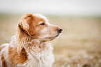 Cocker-Spaniel-Mongrel Portrait