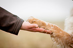 Cocker-Spaniel-Mongrel gives paw