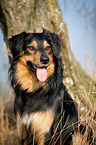 Hovawart-Mongrel Portrait