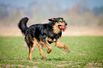 playing Hovawart-Mongrel