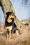 sitting Hovawart-Mongrel