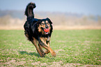 playing Hovawart-Mongrel