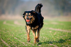 playing Hovawart-Mongrel