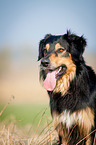 Hovawart-Mongrel Portrait