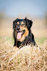 Hovawart-Mongrel Portrait