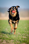 running Hovawart-Mongrel