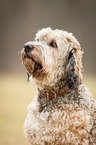 mongrel portrait