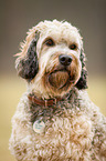 mongrel portrait