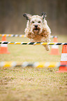 jumping mongrel
