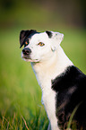 mongrel portrait
