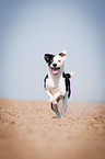 running mongrel
