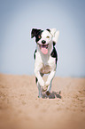 running mongrel