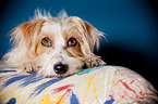 lying Parson-Russell-Terrier-Mongrel