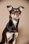 mongrel portrait